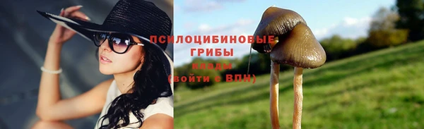 прущие грибы Дмитровск